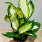 Dieffenbachia ‘Camilla’ in 12cm Pot Cassandra's Plants
