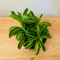 Peperomia Fire Sparks In a 6cm pot Cassandra's Plants