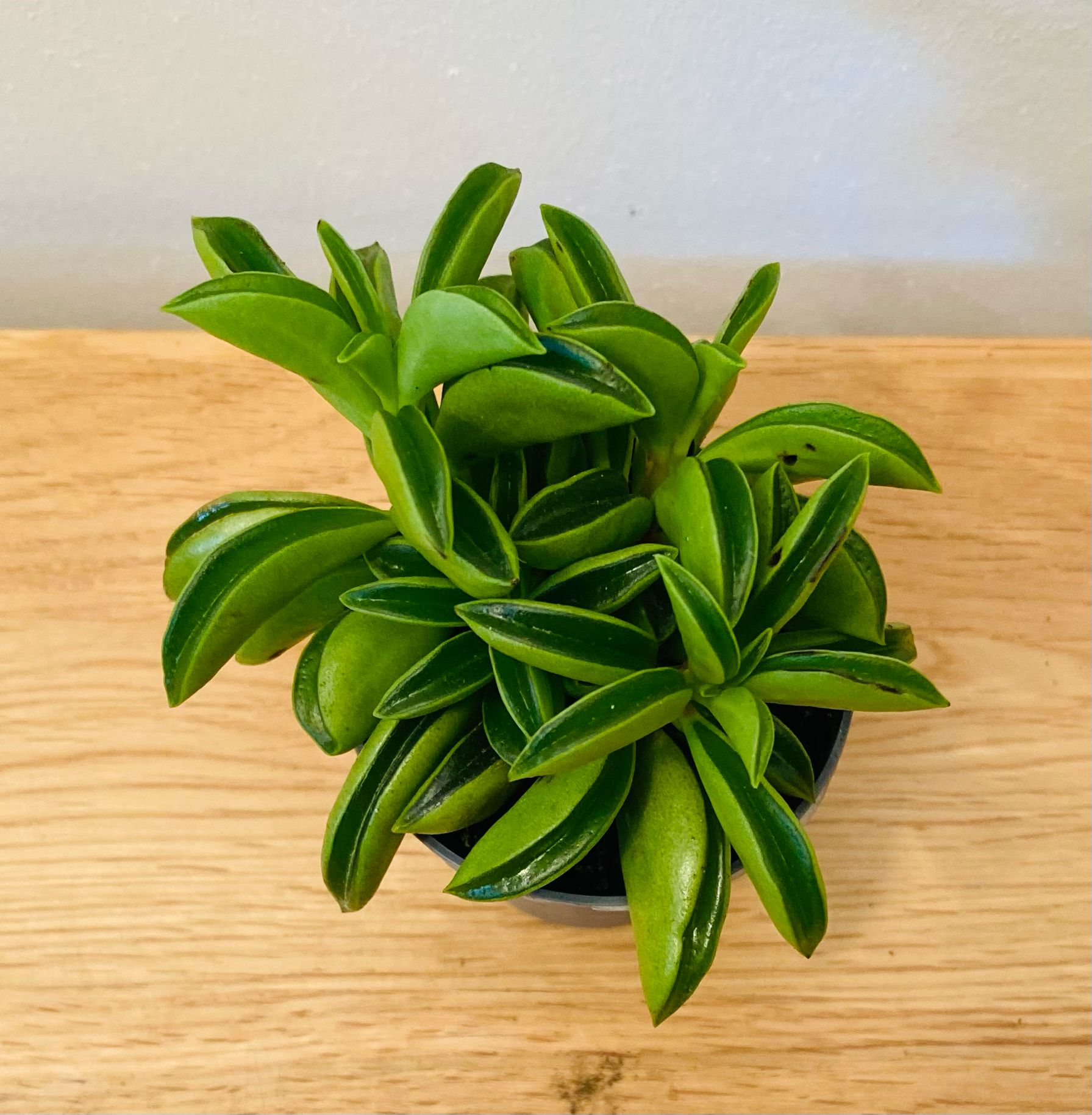 Peperomia Fire Sparks In a 6cm pot Cassandra's Plants