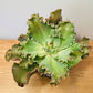 Echeveria Curly Locks in 19cm Pot Cassandra's Plants