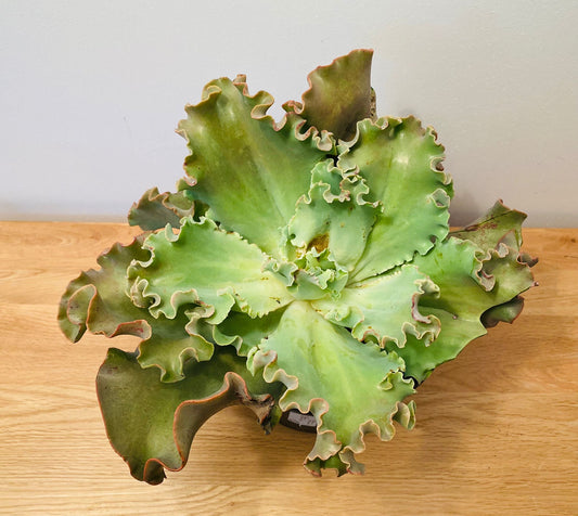 Echeveria Curly Locks in 19cm Pot Cassandra's Plants