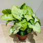 Syngonium Podophyllum Albovirens in a 12cm Pot Cassandra's Plants
