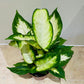 Dieffenbachia ‘Camilla’ in 12cm Pot Cassandra's Plants