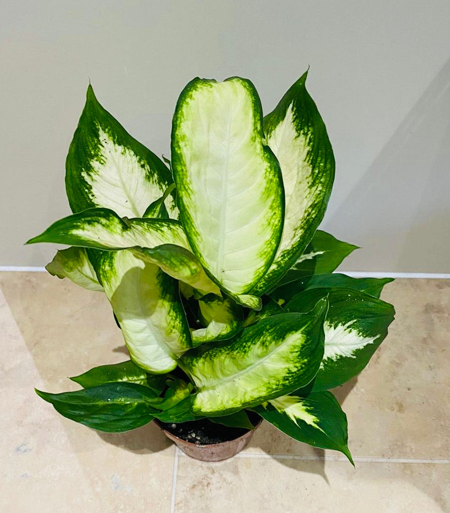 Dieffenbachia ‘Camilla’ in 12cm Pot Cassandra's Plants