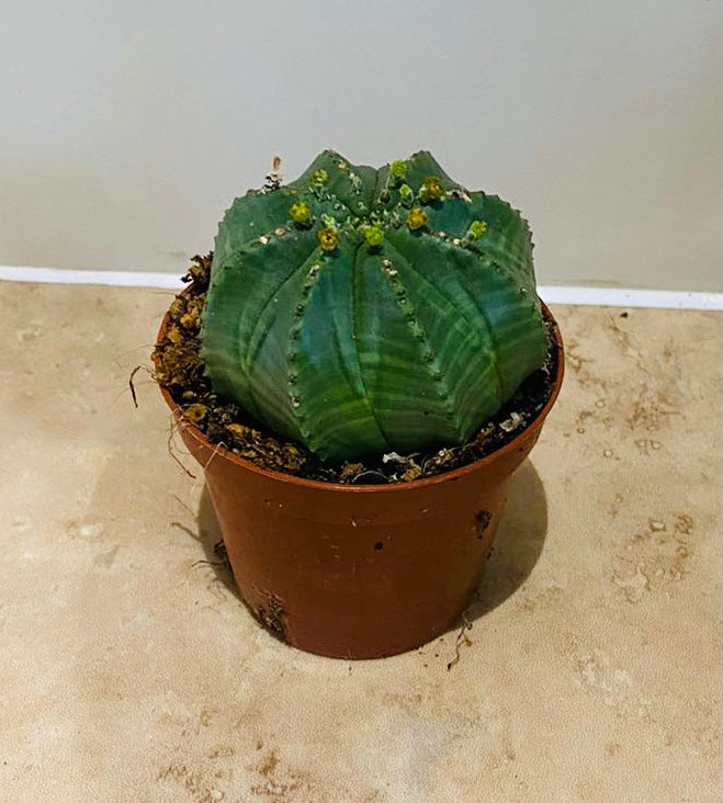 Euphorbia Obesa 8.5cm Pot Cassandra's Plants