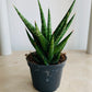 Sansevieria Francisii Cassandra's Plants