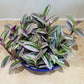 Tradescantia Nanouk Cassandra's Plants