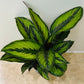 Calathea Beauty Star 12cm Pot Cassandra's Plants