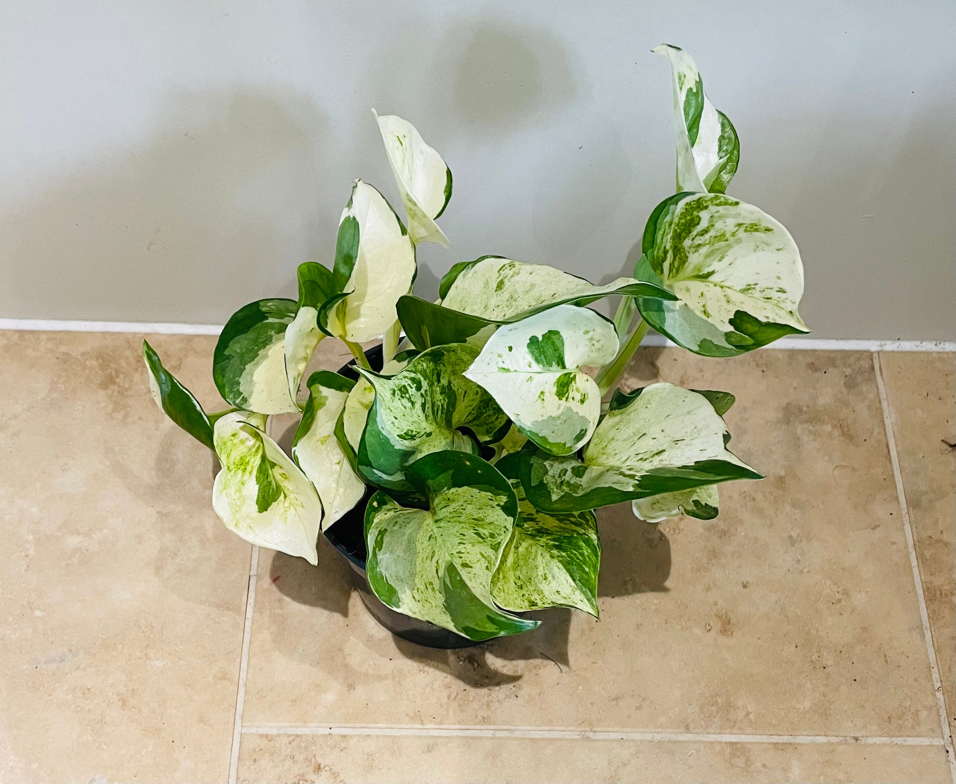Epipremnum Aureum Manjula Happy Leaf 12cm pot Cassandra's Plants