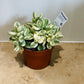 Cotyledon Tomentosa ssp. Tomentosa Variegata 10cm pot Cassandra's Plants