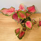 Caladium Sizzle “Angel Wings”