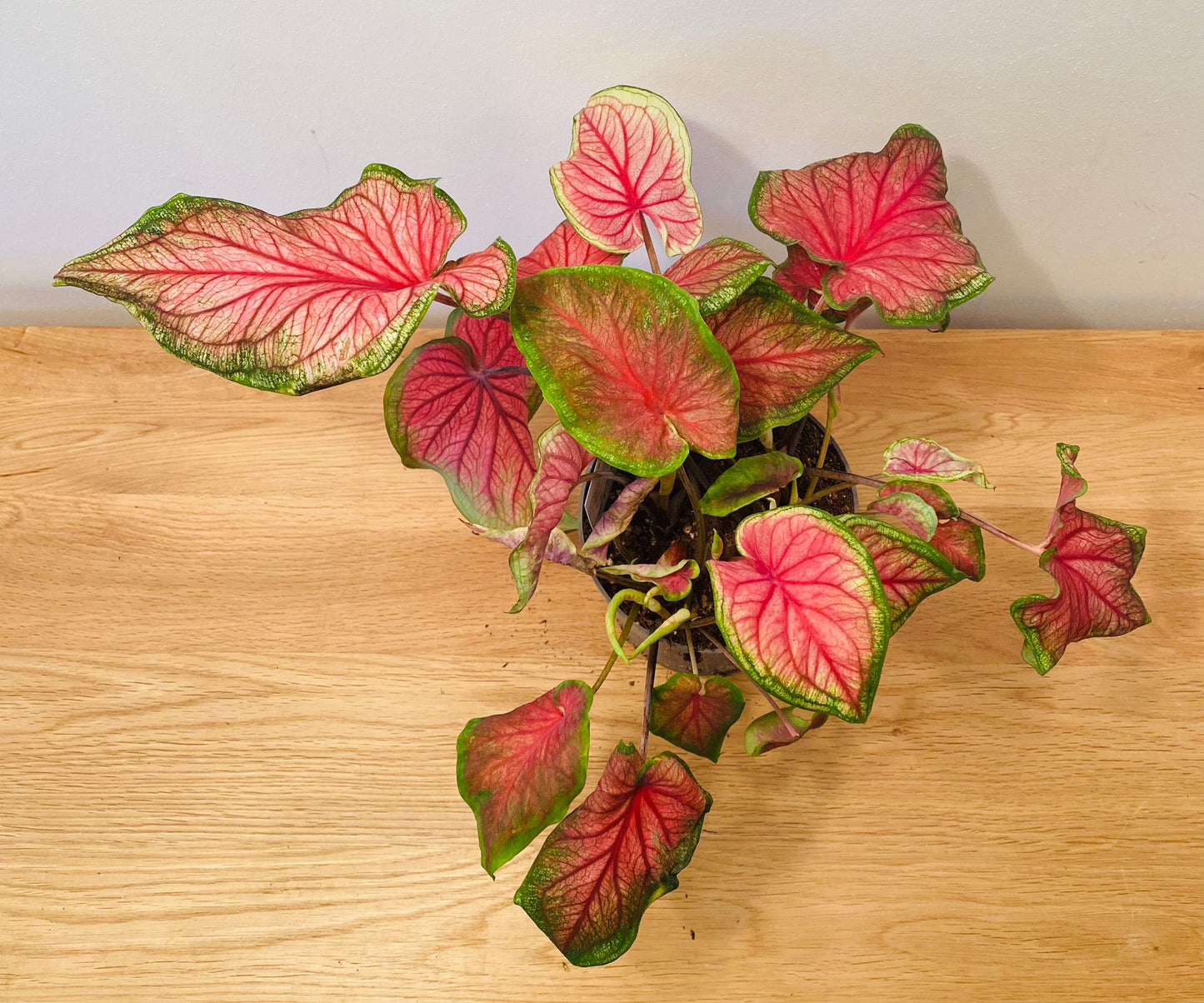 Caladium Sizzle “Angel Wings”