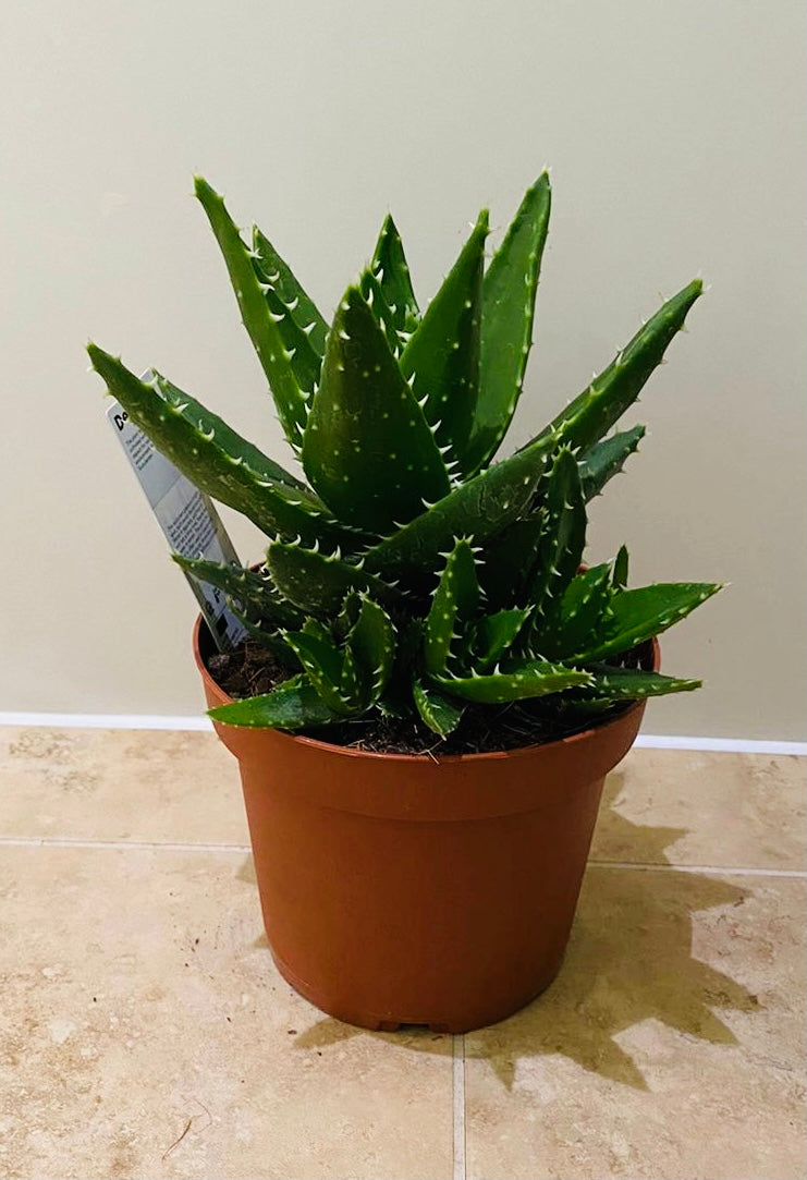 Aloe Mitriformis 14cm Pot Cassandra's Plants