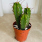 Echinopsis Lageniformis in 5.5cm Pot Cassandra's Plants