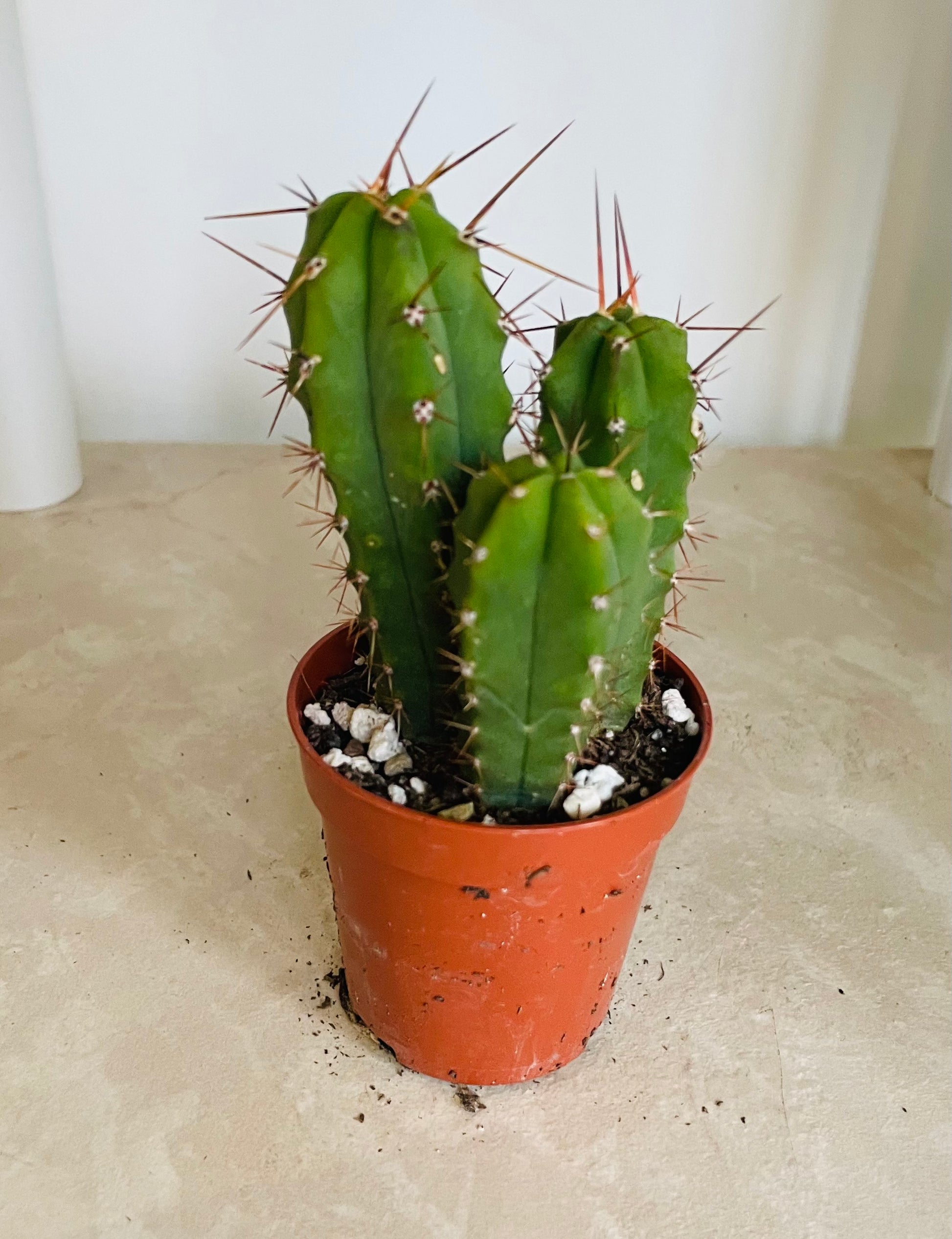 Echinopsis Lageniformis in 5.5cm Pot Cassandra's Plants