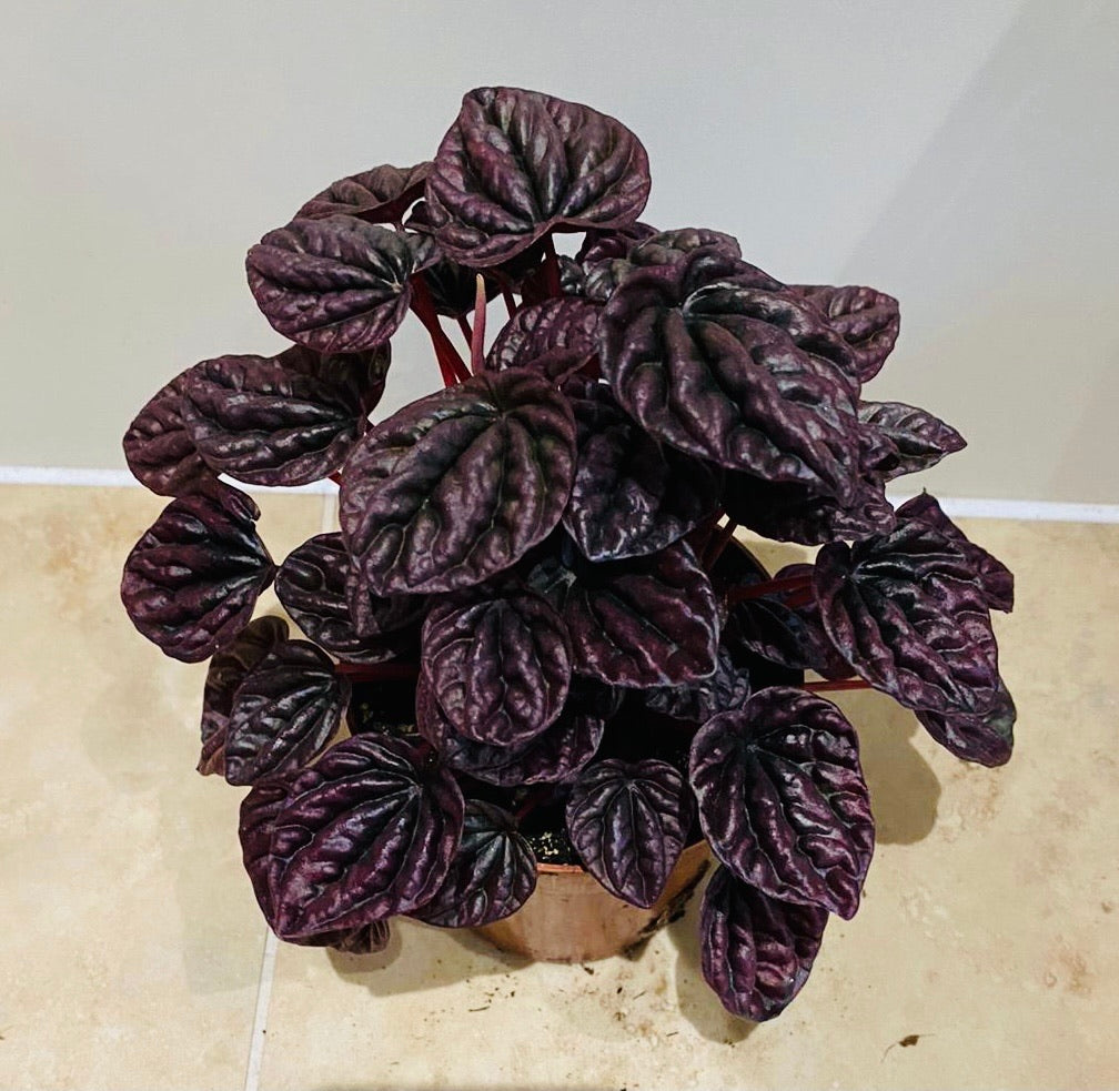 Peperomia Caperata Schumi Red in a 15cm pot Cassandra's Plants