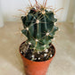 Ferocactus Horridus Cactus in 5.5cm Pot Cassandra's Plants