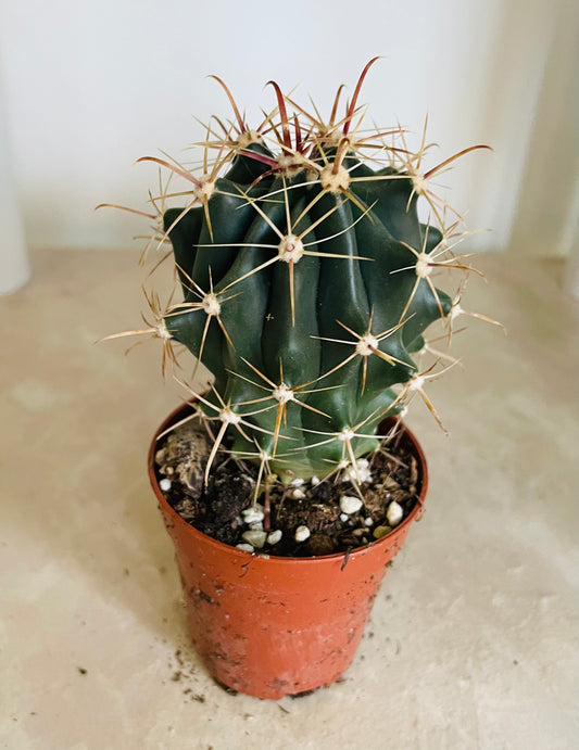 Ferocactus Horridus Cactus in 5.5cm Pot Cassandra's Plants