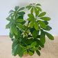 Schefflera Nora in a 13cm pot Cassandra's Plants