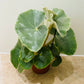 Begonia Venosa 14cm Pot Cassandra's Plants