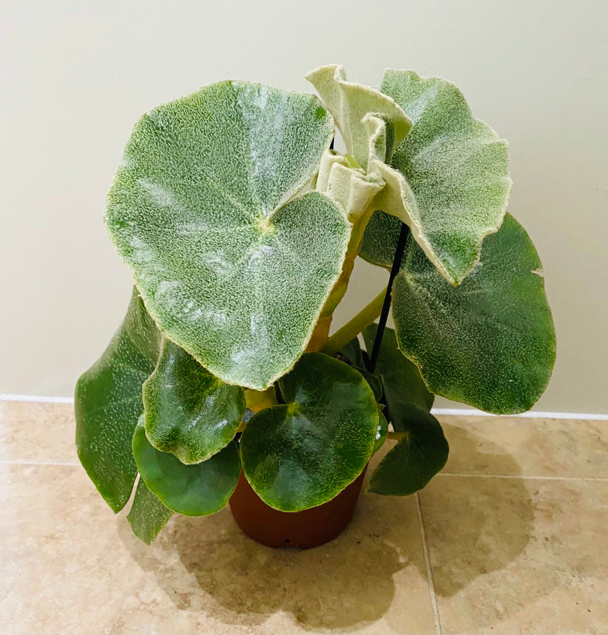 Begonia Venosa 14cm Pot Cassandra's Plants