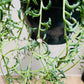 Senecio Peregrinus String of Dolphins Cassandra's Plants