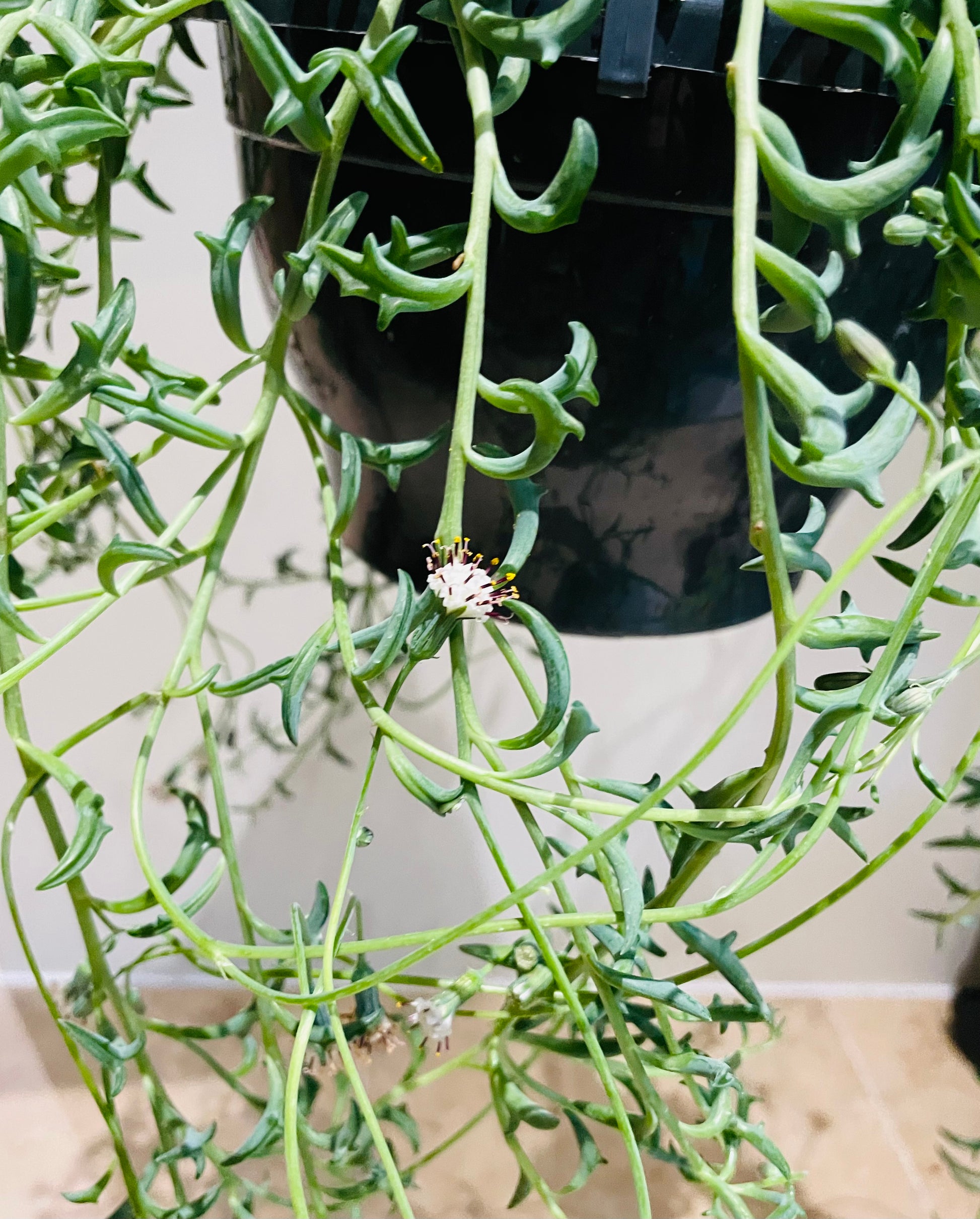 Senecio Peregrinus String of Dolphins Cassandra's Plants