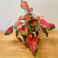 Caladium Sizzle “Angel Wings” 12cm Pot Cassandra's Plants