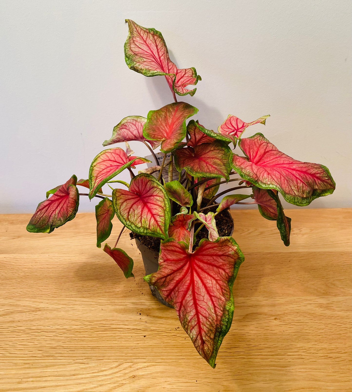 Caladium Sizzle “Angel Wings” 12cm Pot Cassandra's Plants