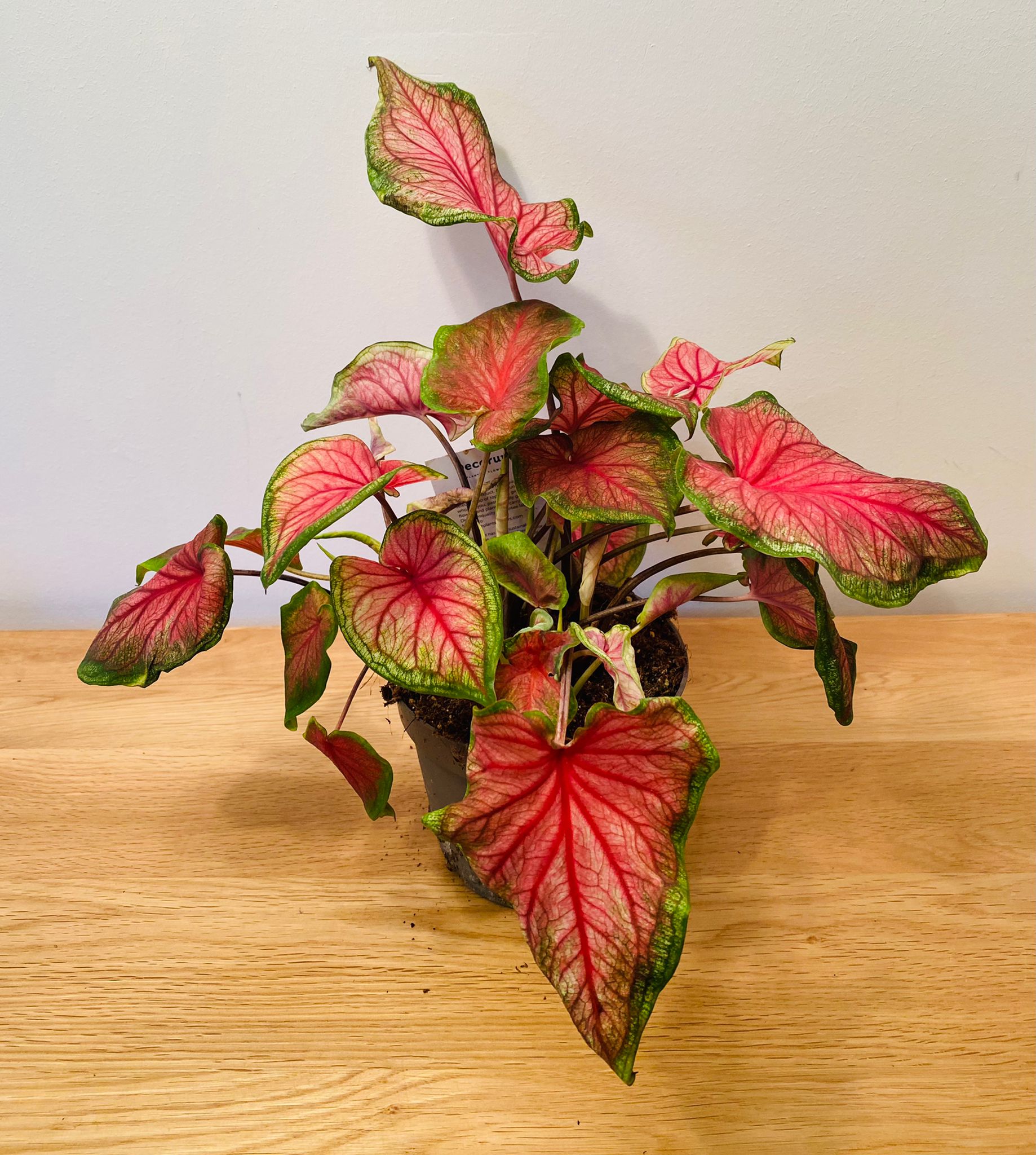 Caladium Sizzle “Angel Wings” 12cm Pot Cassandra's Plants
