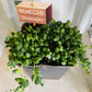 Senecio Rowleyanus String of Pearls Cassandra's Plants