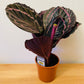 Calathea Surprise Star 14cm Pot Cassandra's Plants