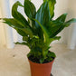 Spathiphyllum 'Pearl Cupido' Peace Lilly In a 7cm Cassandra's Plants