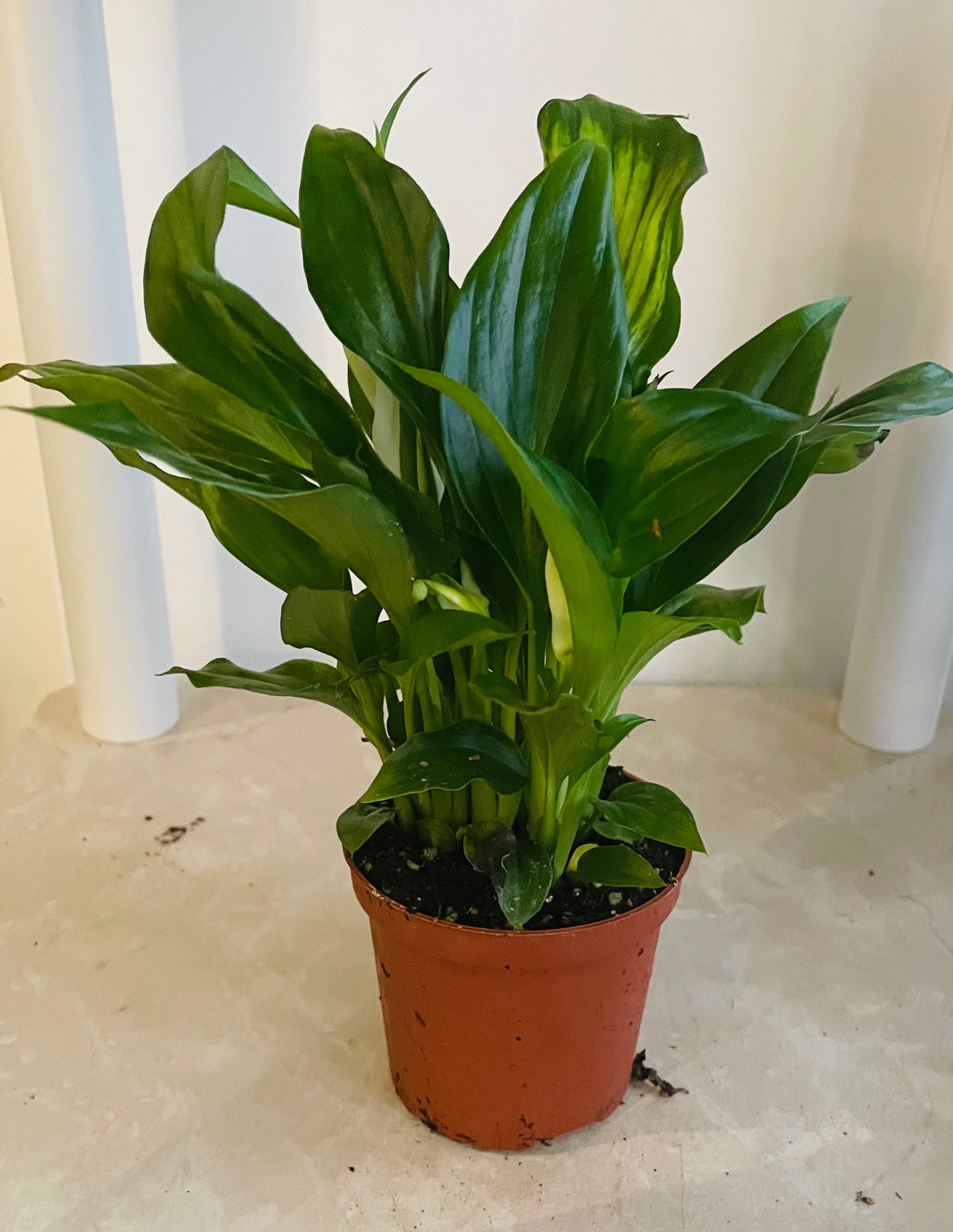 Spathiphyllum 'Pearl Cupido' Peace Lilly In a 7cm Cassandra's Plants