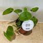 Pilea Peperomioides Mojito In a 13cm pot Cassandra's Plants