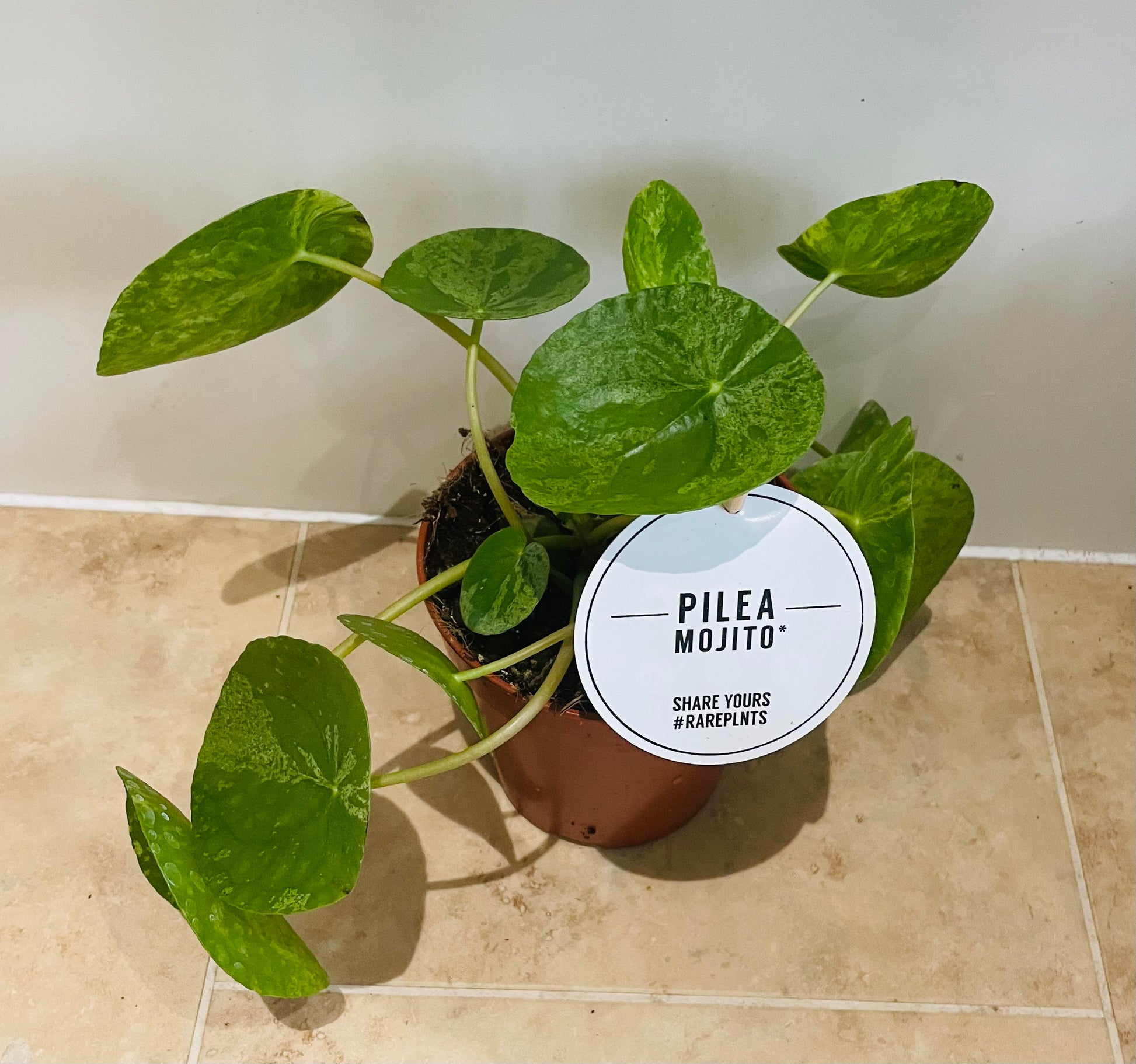 Pilea Peperomioides Mojito In a 13cm pot Cassandra's Plants