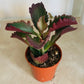 Kalanchoe Sexangularis Cassandra's Plants