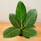 Ficus Benghalensis Audrey in a 12cm pot Cassandra's Plants