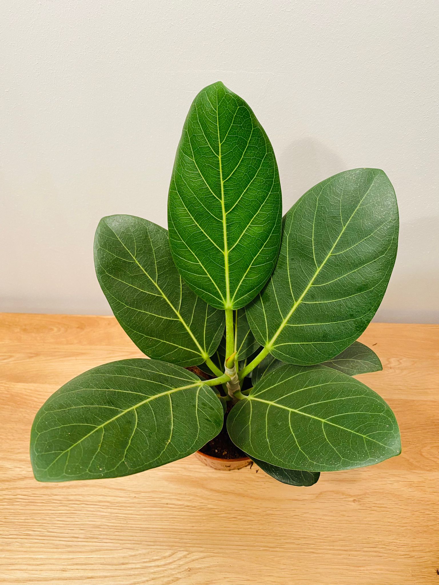 Ficus Benghalensis Audrey in a 12cm pot Cassandra's Plants
