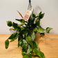 Rhipsalis Elliptica Cassandra's Plants