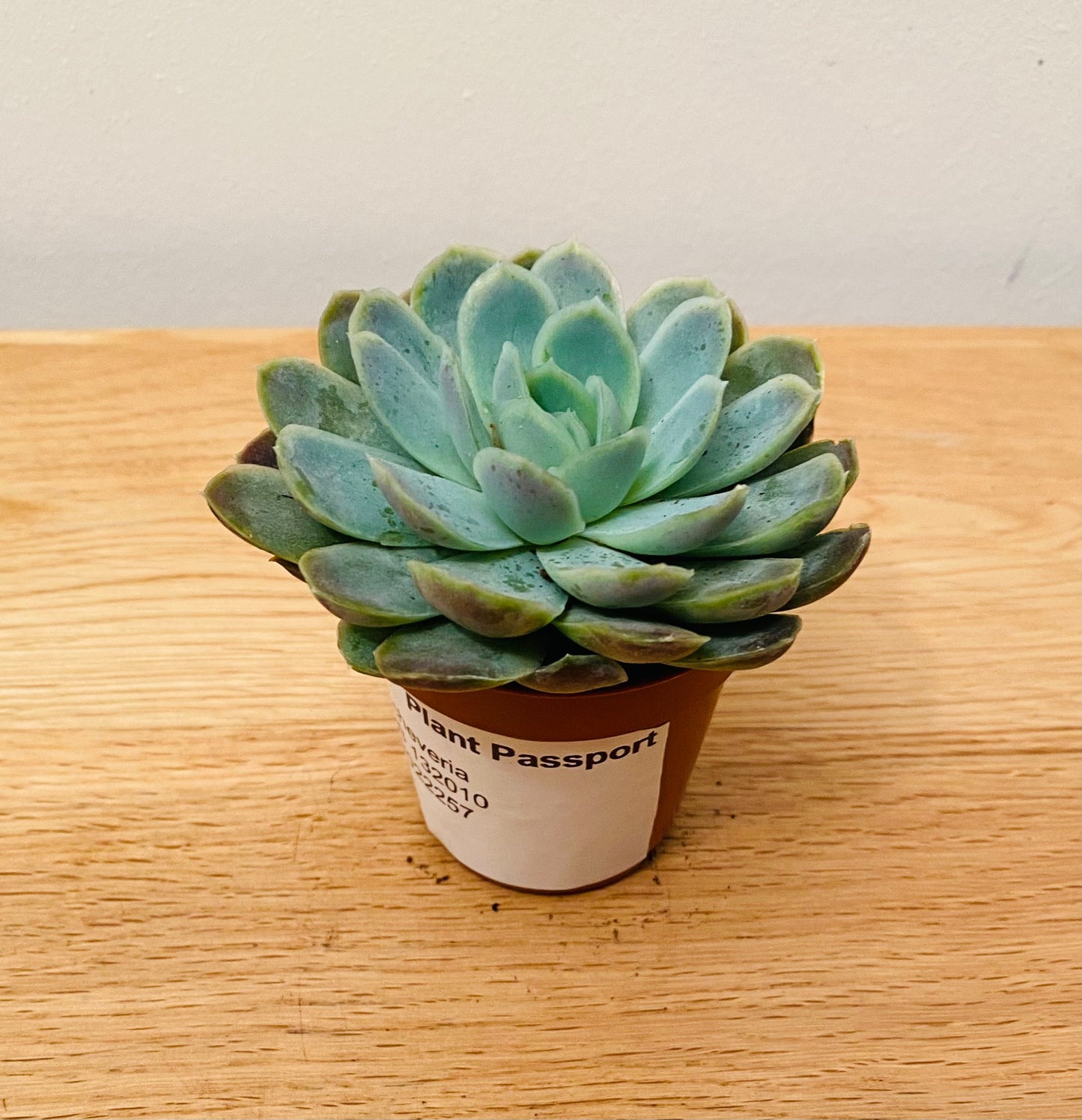 Echeveria Elegans