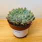 Echeveria Setosa 8.5cm Pot Cassandra's Plants