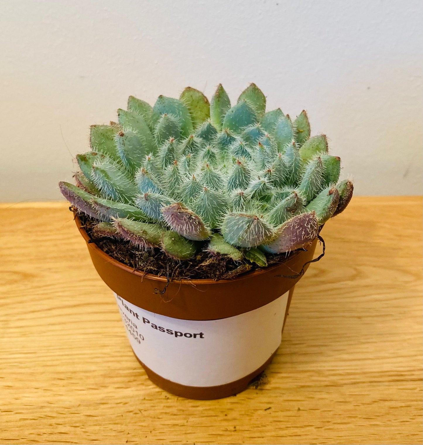 Echeveria Setosa 8.5cm Pot Cassandra's Plants