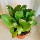 Kalanchoe Diagremontana Cassandra's Plants