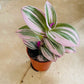 Tradescantia Nanouk Cassandra's Plants