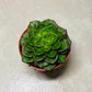Echeveria Affinis Succulent in 5.5cm Pot Cassandra's Plants