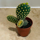 Opuntia Microdasys Var. Pallida "Bunny Ears" in 5.5cm Pot Cassandra's Plants