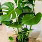 Monstera Deliciosa 17m pot Cassandra's Plants