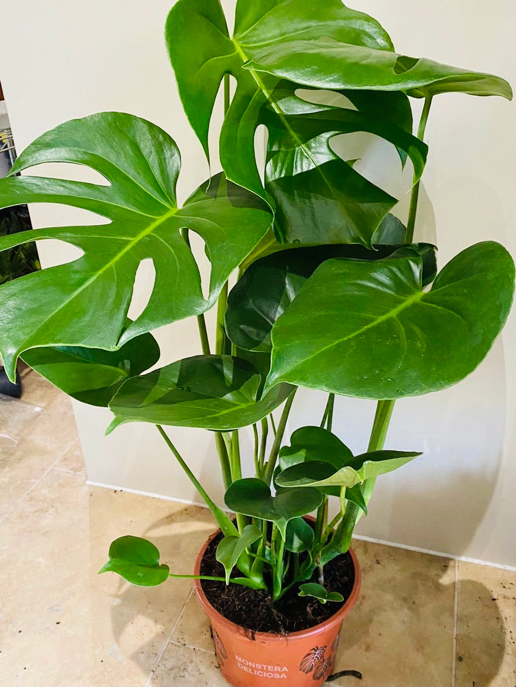 Monstera Deliciosa 17m pot Cassandra's Plants