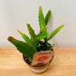 Epiphyllum Red Tip in 12cm pot Cassandra's Plants